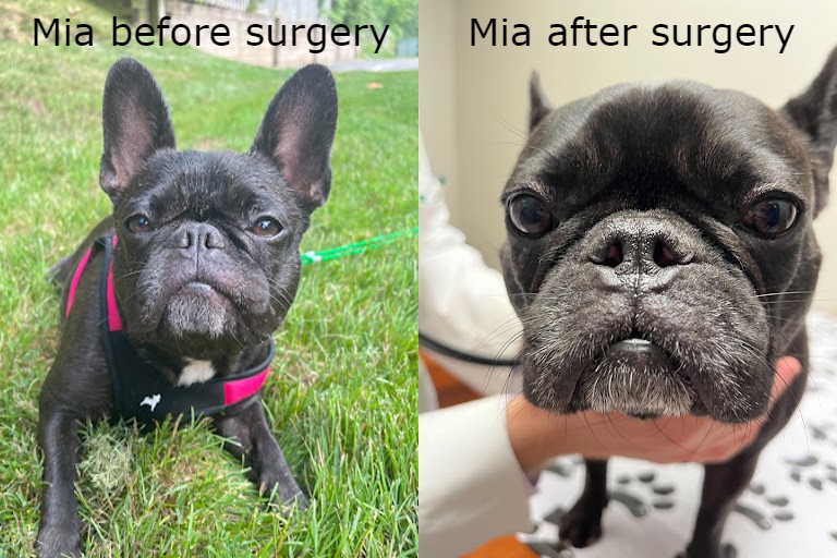 Mia, before and after her nares resection